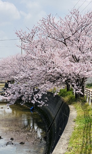【写真】川と桜