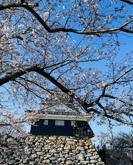 【写真】浜松城の桜
