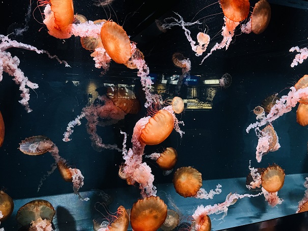 【写真】赤いクラゲの大群