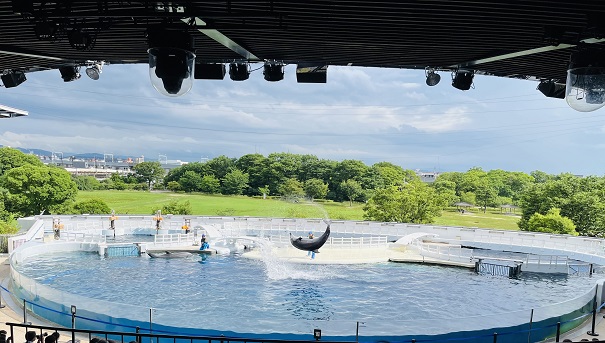 【写真】イルカスタジアムでのショー